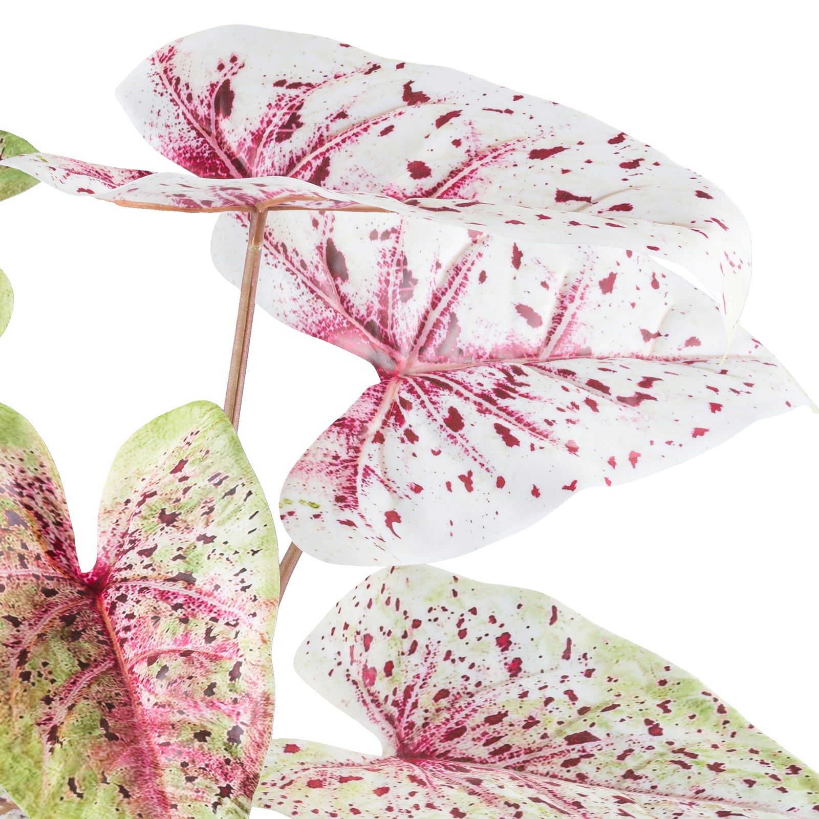 Kunstpflanze Caladium 'Miss Muffet' im Topf, Höhe ca. 55 cm