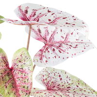 Kunstpflanze Caladium 'Miss Muffet' im Topf, Höhe ca. 55 cm