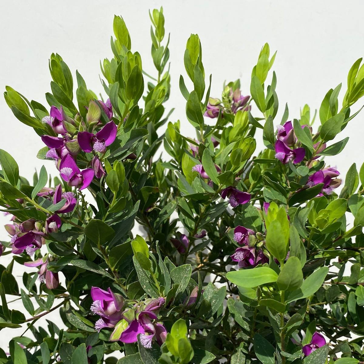Kreuzblume, rosa-violett, Stamm, Höhe ca. 80 cm, Topf-Ø 19 cm
