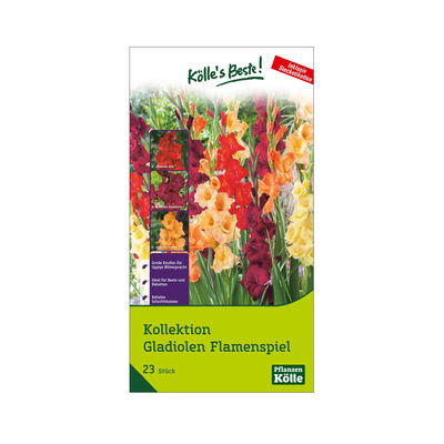 XXL Kollektion Gladiolen Flammenspiel, rot & orange, 25 Blumenzwiebeln