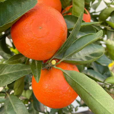 Clementine, Stamm, Topf-Ø ca. 33 cm, Höhe ca. 150 cm