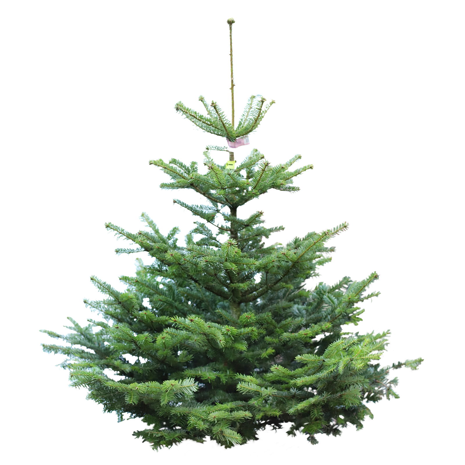 Nordmanntanne geschlagen, Höhe 80-100 cm