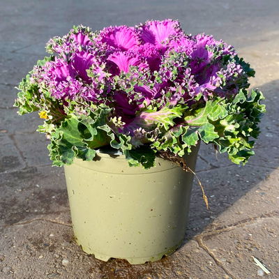 Zierkohl, grün-lila, kraus, Topf-Ø 12 cm, 6 Pflanzen