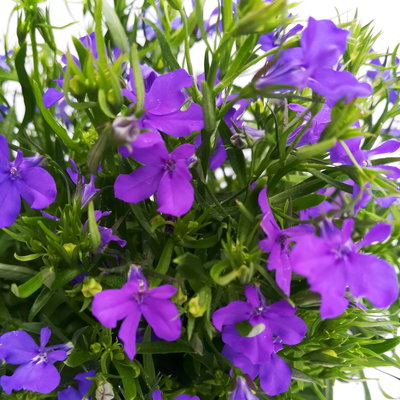 Männertreu blau, Topf-Ø 12 cm, 6er-Set