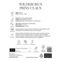Botanische Krokusse 'Prins Claus', violett, weiß, Größe 5/7, 20 Blumenzwiebeln