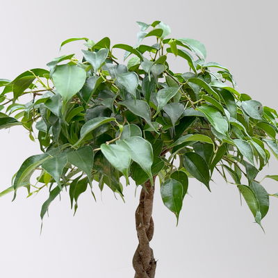 Birkenfeige grün, in Keramiktopf anthrazit, Topf-Ø 12 cm, Höhe ca. 40 cm