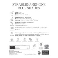 Kölles Beste Strahlenanemone Blue Shades, 50 Blumenzwiebeln Kölles Beste Strahlenanemone Blue Shades, 50 Blumenzwiebeln