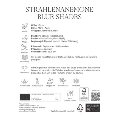 Kölles Beste Strahlenanemone Blue Shades, 50 Blumenzwiebeln Kölles Beste Strahlenanemone Blue Shades, 50 Blumenzwiebeln