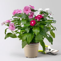 Catharanthus 'Trio', Farbmix zufällig, Topf-Ø 13 cm, 6 Pflanzen