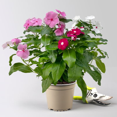 Catharanthus 'Trio', Farbmix zufällig, Topf-Ø 13 cm, 6 Pflanzen Catharanthus 'Trio', Farbmix zufällig, Topf-Ø 13 cm, 6 Pflanzen