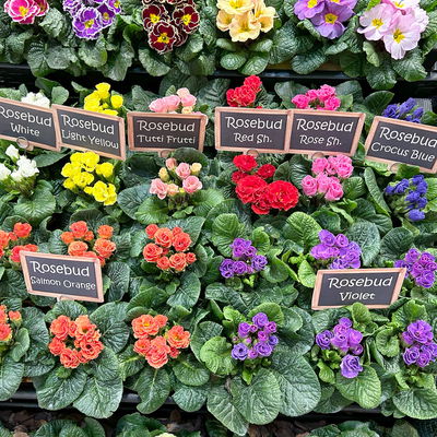 Primel 'Rosebud', Farben zufällig, crocusblütig, Topf-Ø 11 cm, 8 Pflanzen