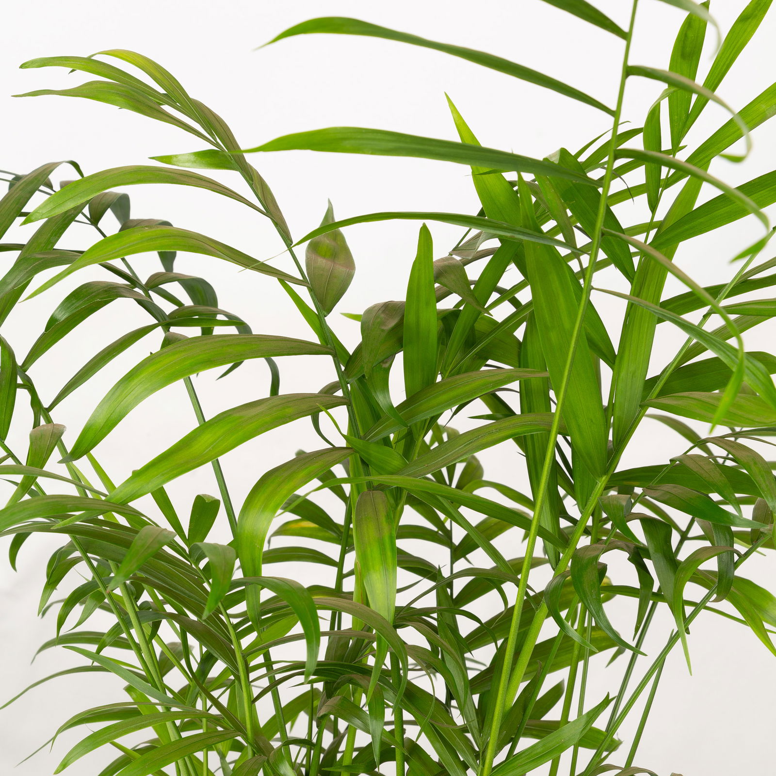 Bergpalme Topf-Ø 17 cm, Höhe ca. 60 cm, 2 Pflanzen