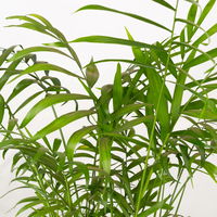 Bergpalme Topf-Ø 17 cm, Höhe ca. 60 cm, 2 Pflanzen