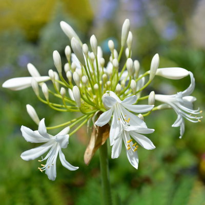 Agapanthus 'Summer Love™', weiß, Topf-Ø 17 cm, 2 Pflanzen