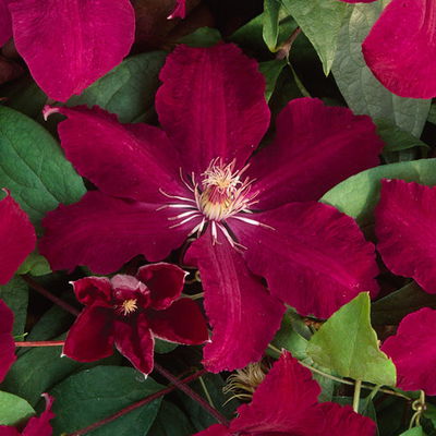 Kölle Clematis 'Rouge Cardinal', 2 l Topf, 60-80 cm Kölle Clematis 'Rouge Cardinal', 2 l Topf, 60-80 cm