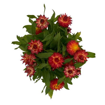 Strohblume rot, Topf- Ø 12 cm, 6 Stück