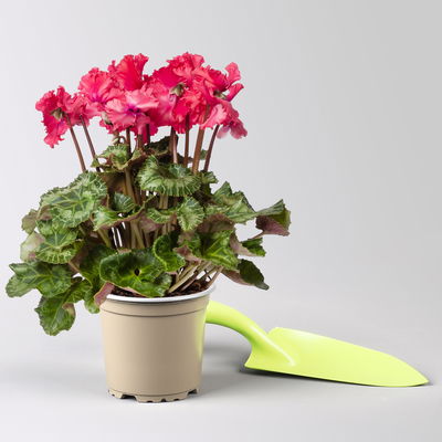 Alpenveilchen 'Merengue®' rot, gefranst, Topf-Ø 10,5 cm, 4 Pflanzen