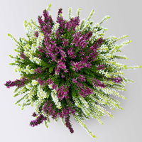 Calluna 'Colour Crown', zweifarbig, Topf-Ø 13 cm, 3 Pflanzen Calluna 'Colour Crown', zweifarbig, Topf-Ø 13 cm, 3 Pflanzen