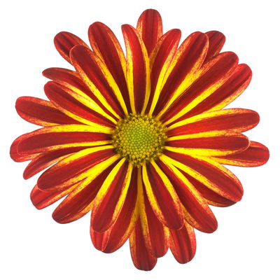 Chrysanthemen 'Rainbow Circus', rot-gelb gestreift Topf-Ø 14 cm, 4 Pflanzen Chrysanthemen 'Rainbow Circus', rot-gelb gestreift Topf-Ø 14 cm, 4 Pflanzen