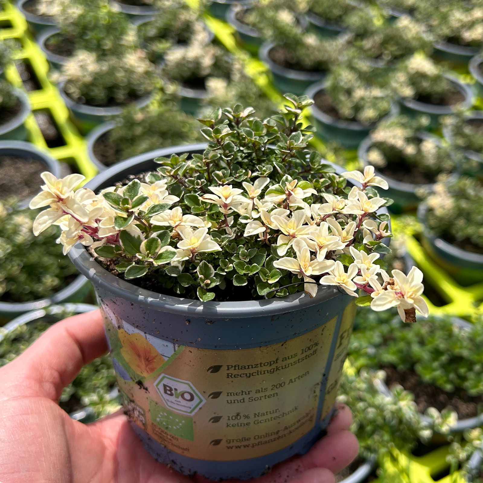 Bio Thymian 'Foxley', Topf-Ø 12cm