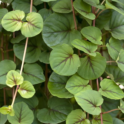 Pfennigkraut 'Sunburst', 6er-Set, Topf 12 cm Ø