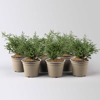 Kleine Silberzypresse 'Boulevard', Topf-Ø 13 cm, 6 Pflanzen Kleine Silberzypresse 'Boulevard', Topf-Ø 13 cm, 6 Pflanzen