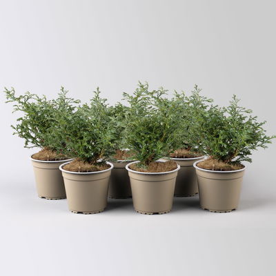 Kleine Silberzypresse 'Boulevard', Topf-Ø 13 cm, 6 Pflanzen Kleine Silberzypresse 'Boulevard', Topf-Ø 13 cm, 6 Pflanzen