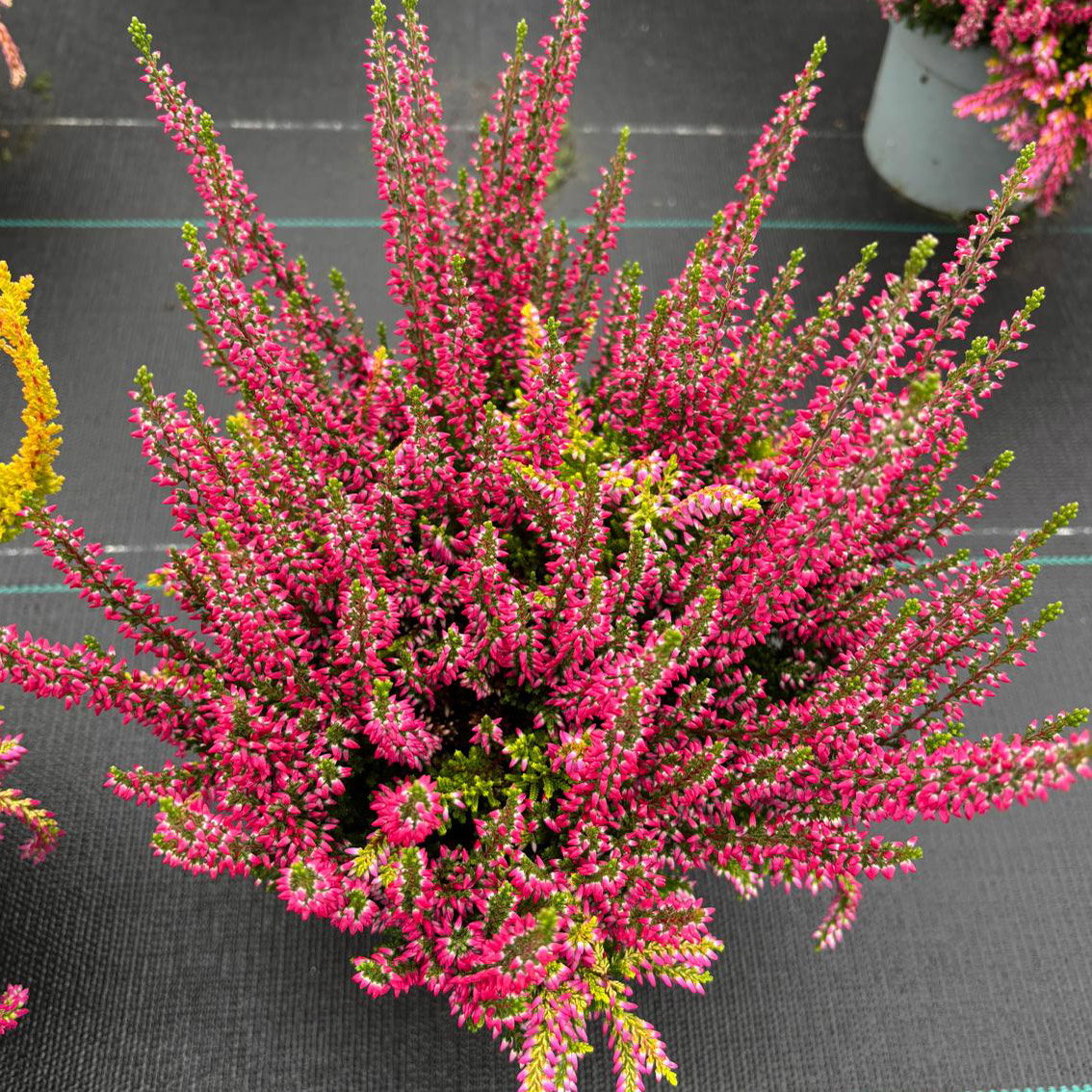 Calluna 'Colour Peaks', Farbe zufällig, Topf-Ø 13 cm, 4 Pflanzen