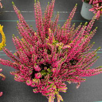 Calluna 'Colour Peaks', Farbe zufällig, Topf-Ø 13 cm, 4 Pflanzen