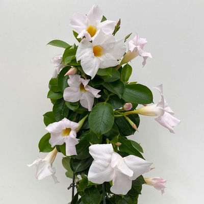 Dipladenie weiß, Pyramide Topf-Ø 14 cm, Höhe ca. 50 cm, 2 Pflanzen