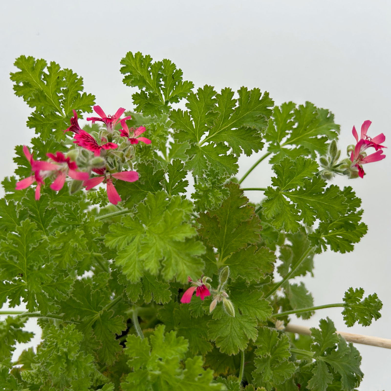 Duftgeranie 'Freshfruity® Choco Fresh', Topf-Ø 12 cm, 6 Pflanzen