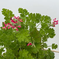 Duftgeranie 'Freshfruity® Choco Fresh', Topf-Ø 12 cm, 6 Pflanzen