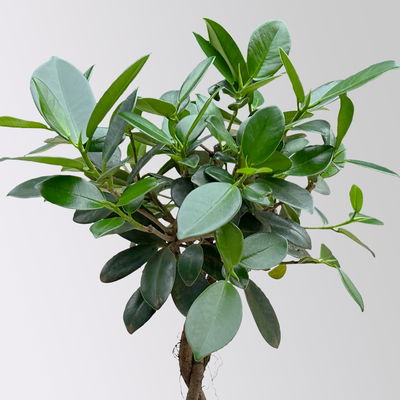 Chinesische Feige 'Maya' in Keramiktopf anthrazit, Topf-Ø 12 cm, Höhe ca. 40 cm