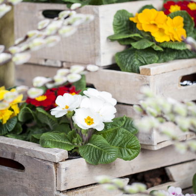 Primel weiß, Topf-Ø 10,5 cm, 8 Pflanzen Primel weiß, Topf-Ø 10,5 cm, 8 Pflanzen