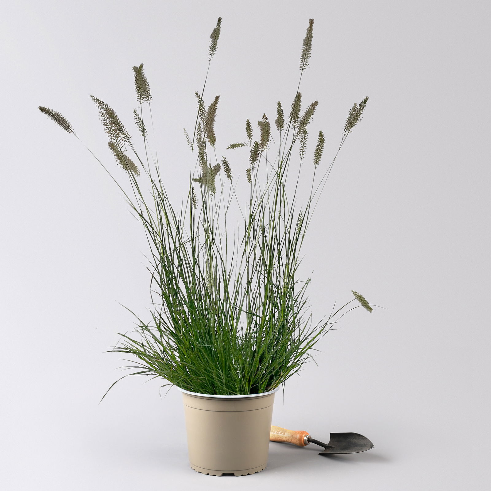 Kölles Beste Lampenputzergras 'Hameln', 19 cm Topf