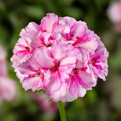 Geranie 'Corriente Pink Bicolor' zweifarb. pink, hängend, Topf-Ø 13 cm, 6er-Set