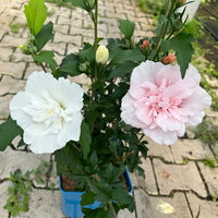 Duo-Gartenhibiskus 'White Chiffon®' und 'Pink Chiffon®', weiß + pink, 5 lt. Topf Duo-Gartenhibiskus 'White Chiffon®' und 'Pink Chiffon®', weiß + pink, 5 lt. Topf