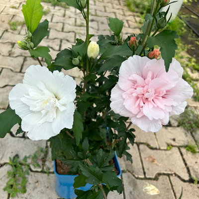 Duo-Gartenhibiskus 'White Chiffon®' und 'Pink Chiffon®', weiß + pink, 5 lt. Topf Duo-Gartenhibiskus 'White Chiffon®' und 'Pink Chiffon®', weiß + pink, 5 lt. Topf