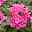 gemischte Sommerblumen-Ampel, rosa/pink, Ampeltopf-Ø 25/27 cm