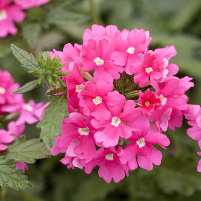 gemischte Sommerblumen-Ampel, rosa/pink, Ampeltopf-Ø 27 cm