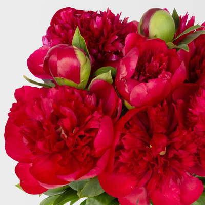 10 rote Pfingstrosen