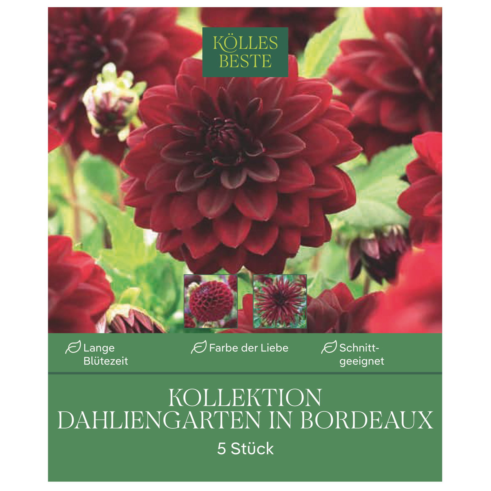 Kölles Beste Dahlien-Kollektion Dahliengarten Bordeaux, rot, 5 Blumenknollen
