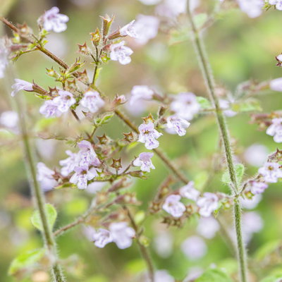 Bio Bergminze, blauviolett, Topf 11x11 cm, 3 Pflanzen Bio Bergminze, blauviolett, Topf 11x11 cm, 3 Pflanzen