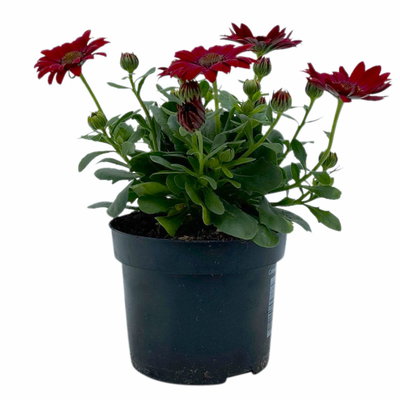 Kapkörbchen rot, Topf-Ø 12 cm, 6er-Set