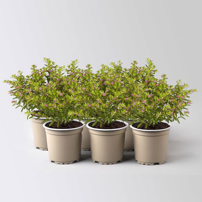 Japanische Scheinmyrte, rot, Topf-Ø 11 cm, 6 Pflanzen