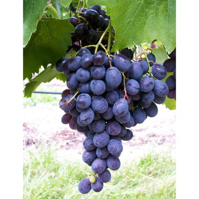 Tafeltraube 'Ontario'(s)