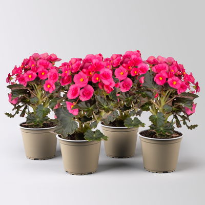 Elatior-Begonie, pink, Topf-Ø 14 cm, Höhe ca. 20-27 cm, 4 Pflanzen
