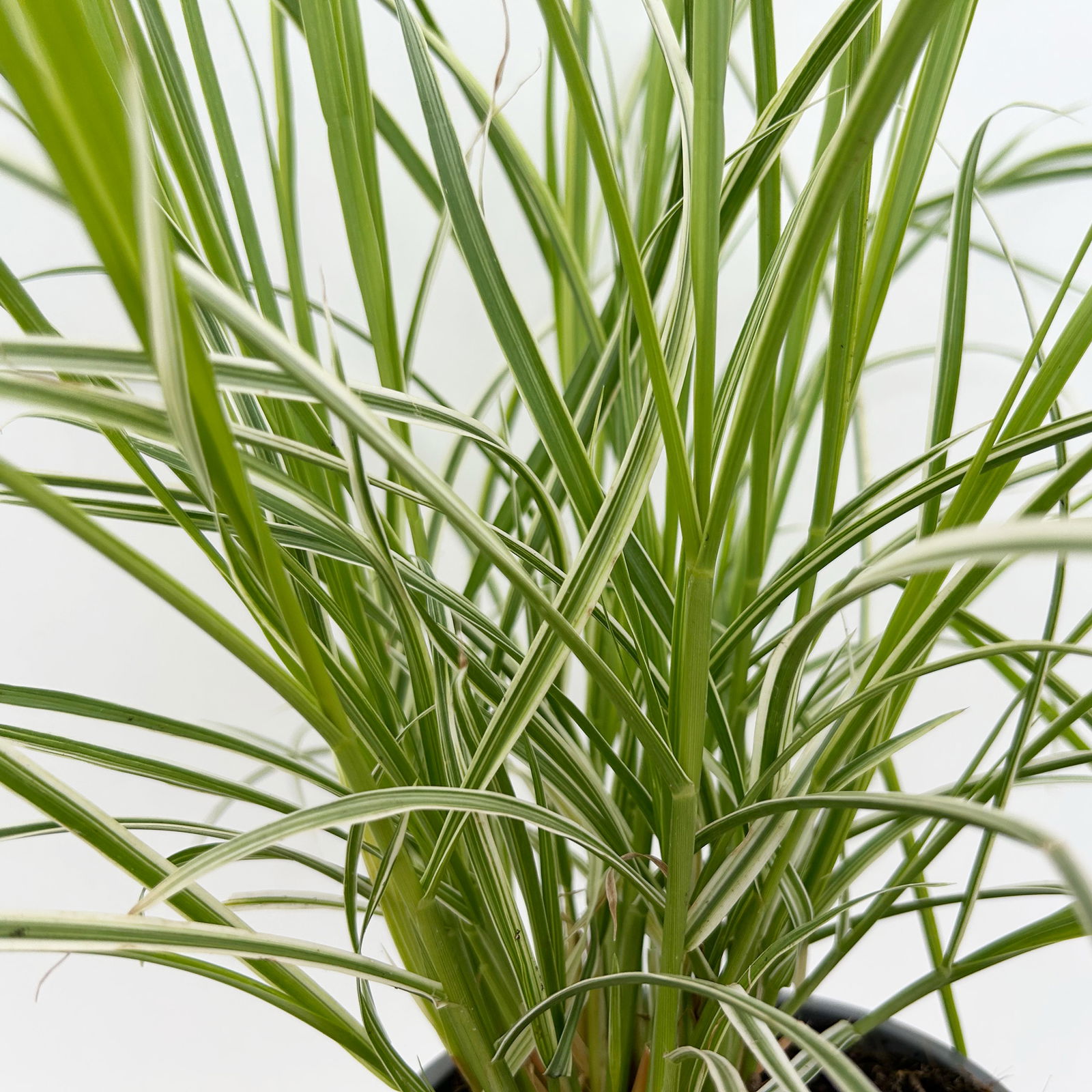 Buntes Lampenputzergras 'Sky Rocket', grün-weiß, Topf-Ø 12 cm, 3 Pflanzen