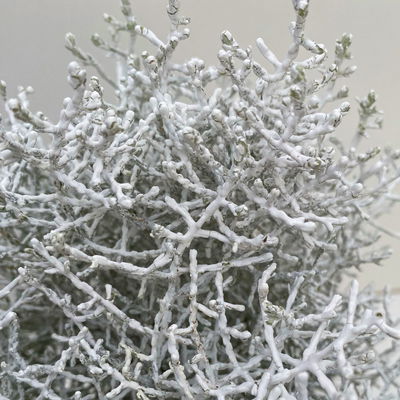 Calocephalus, weiß gefärbt, Topf-Ø 12 cm, 6 Pflanzen