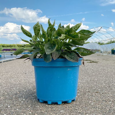 Sonnenhut 'Little Goldstar' goldgelb, Höhe 40-50 cm, Topf 3 Liter Sonnenhut 'Little Goldstar' goldgelb, Höhe 40-50 cm, Topf 3 Liter